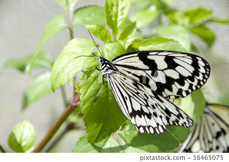 Ogomadara Ogomadara 38465075