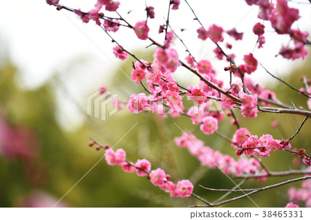 Plum blossoms (double cold red) Plum blossoms (double cold red) 38465331