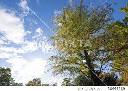 在高鑰匙的秋天晴朗的圖像 38465389