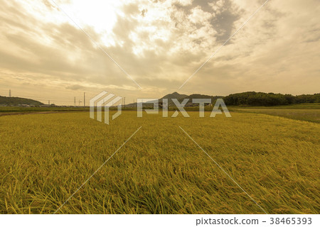 稻田景觀（兵庫縣開賽市） 38465393