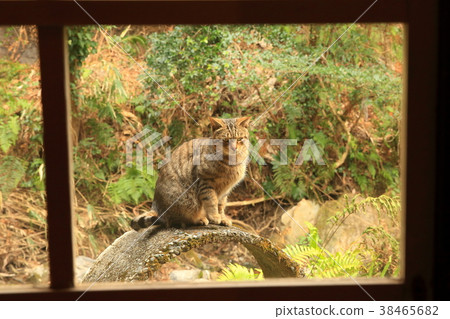 Cat outside the window Cat outside the window 38465682