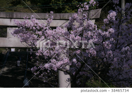 Torii and cherry blossoms in full bloom 38465734