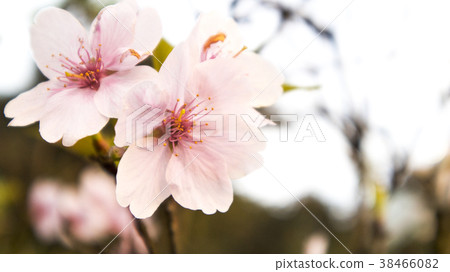 櫻花 櫻花 38466082