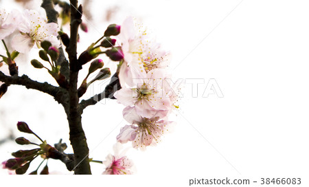 櫻花 櫻花 38466083