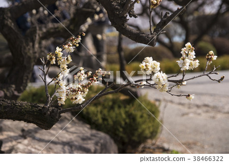 Plum,Gimhae,Gyeongnam Plum,Gimhae,Gyeongnam 38466322