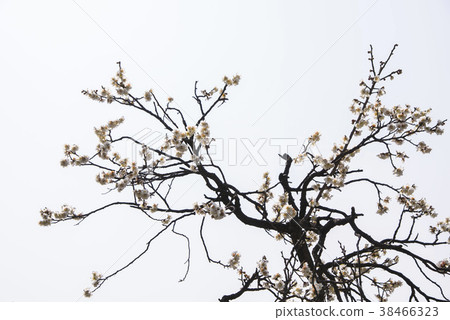 Plum,Gimhae,Gyeongnam Plum,Gimhae,Gyeongnam 38466323