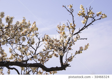 Plum, Gimhae, Gyeongnam Plum, Gimhae, Gyeongnam 38466324