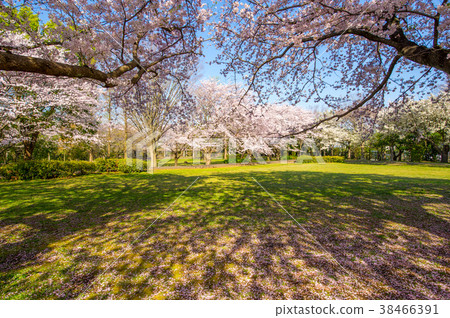 湘南大岩城公園的櫻花盛開 38466391