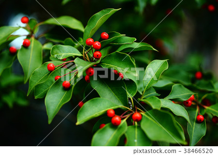 Red fruit of soyogo Red fruit of soyogo 38466520