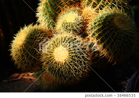 Cactus literary leaf Cactus literary leaf 38466535
