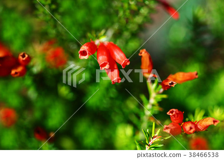 Erica winter fire flower 38466538
