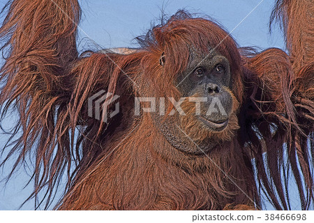 猩猩 猩猩 38466698