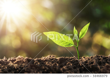 young plant growing with sun light. concept young plant growing with sun light. concept 38466979