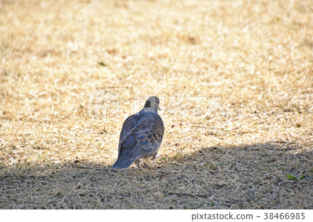 野雞蝴蝶（小雞鴿） 38466985