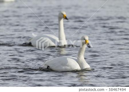 Great swans Great swans 38467494