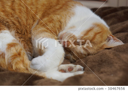 Sleeping tea cat 38467656