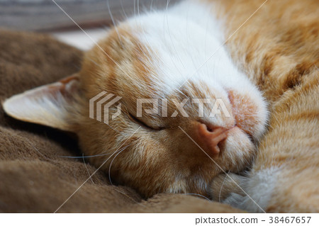 Sleeping tea cat Sleeping tea cat 38467657