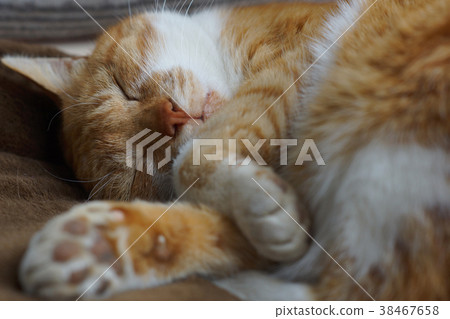 Sleeping tea cat Sleeping tea cat 38467658