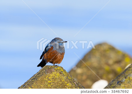 Male isohiodori 38467692