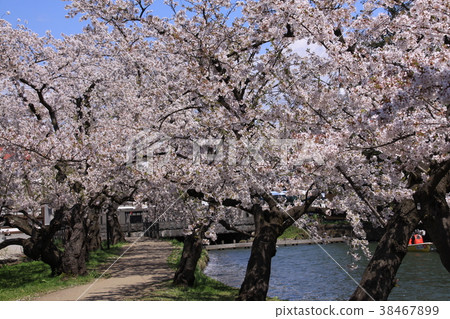 Cherry blossoms (Sakura and walkway of Hirosaki Park) 38467899