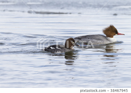 Rhododendron 38467945