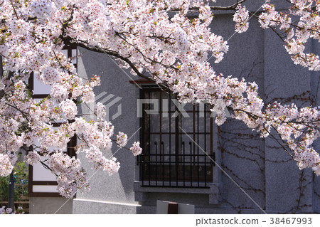 Sakura (Hirosaki Park) 38467993