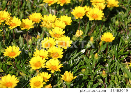 克里斯安化學 克里斯安化學 38468049