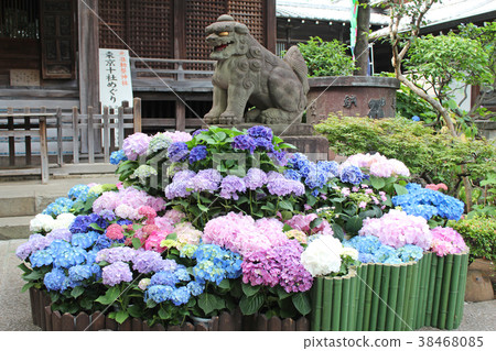 Ajisai Festival Hakusan Shrine 38468085
