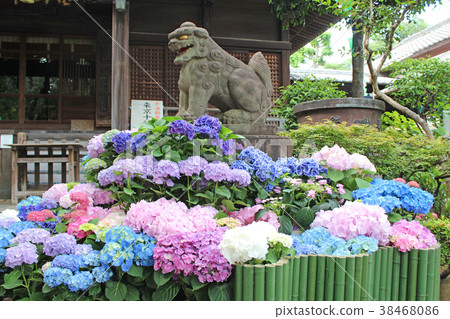 Ajisai Festival Hakusan Shrine Ajisai Festival Hakusan Shrine 38468086