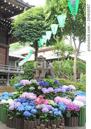 Ajisai Festival Hakusan Shrine Ajisai Festival Hakusan Shrine 38468087