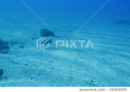 海底沙痕（Hayama水深12米） 38468094