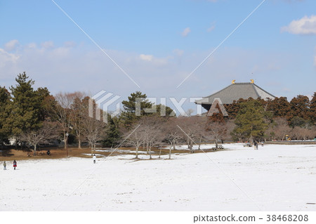 在奈良公園的雪景 在奈良公園的雪景 38468208
