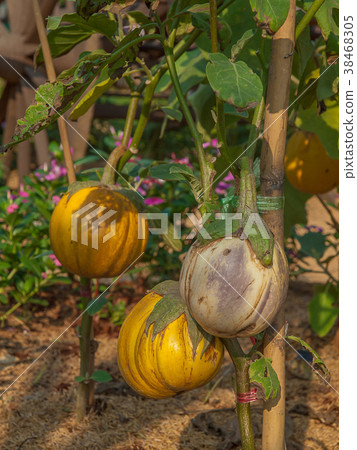 Close Up Fresh Yellow Eggplant.  38468305
