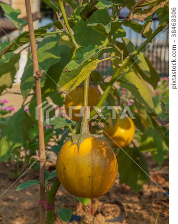 Close Up Fresh Yellow Eggplant.  38468306