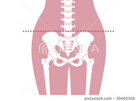人體骨骼腰部粉紅色 人體骨骼腰部粉紅色 38468308