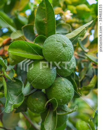 Green Lemons tree in the garden. Green Lemons tree in the garden. 38468335