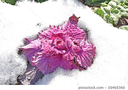 在雪的葉子按鈕 38468360