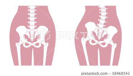 Human skeleton Lumbar pink Human skeleton Lumbar pink 38468541