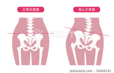 Human skeleton Lumbar pink Human skeleton Lumbar pink 38468542