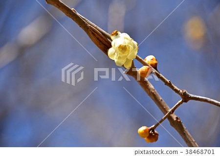 Rowbai(蠟梅) Rowbai(蠟梅) 38468701