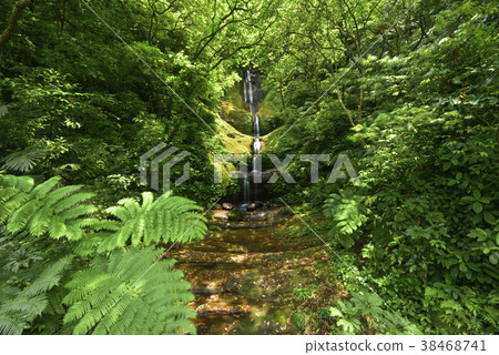 瀑布,水,森林,樹,溪谷,草,三貂嶺,路,小徑,新北市,瑞芳區 38468741