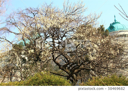 東京國立博物館的白梅花 東京國立博物館的白梅花 38469682