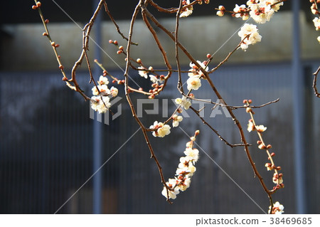 東京國立博物館的白梅花 東京國立博物館的白梅花 38469685