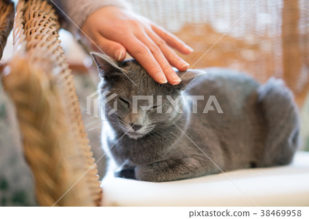 Cat Animal Therapy Pet 38469958