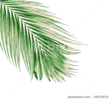 green leaves of palm tree isolated on white  38470019
