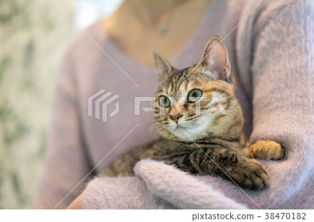 貓動物治療寵物 貓動物治療寵物 38470182