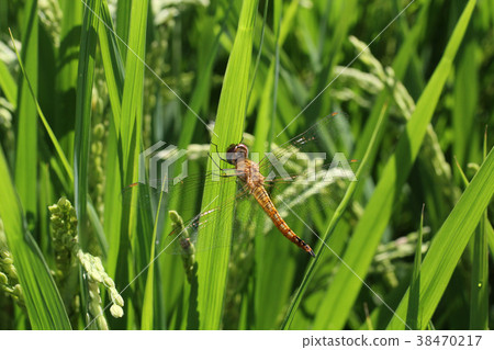 Ushubitimbo 38470217