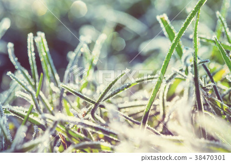 Frozen grass 38470301