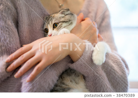 Cat Animal Therapy Pet 38470389