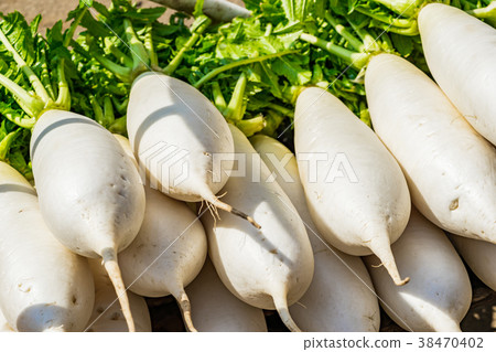 [Kanagawa Prefecture] Radish Miura 38470402